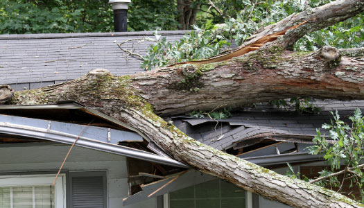 Storm damage cleanup