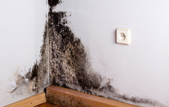 formation of mold on wall near wooden floor