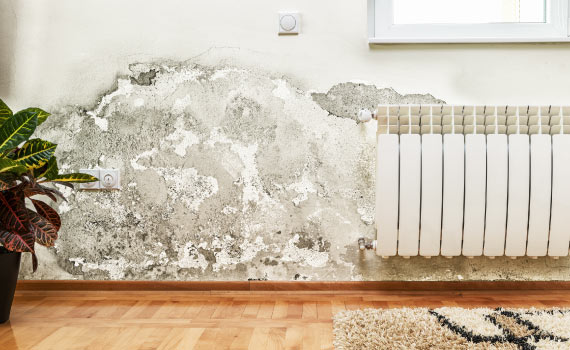 mold growth on the white wall due to water damage