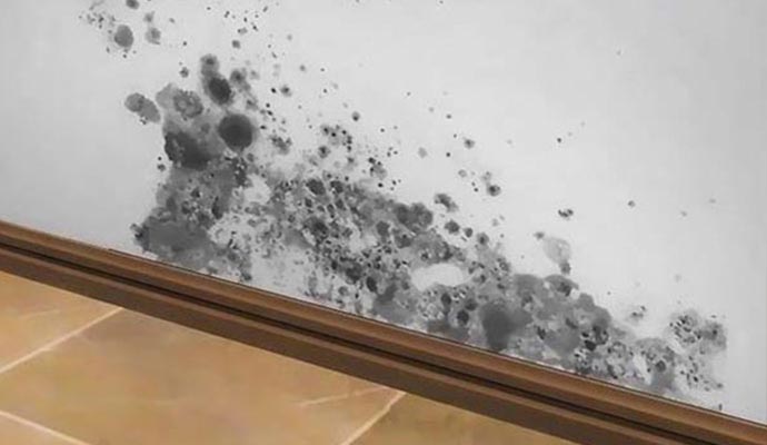mold damage on wall
