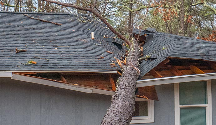 fallen tree on the house